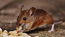 24 Hour & Emergency Exterminators in Sartell, MN